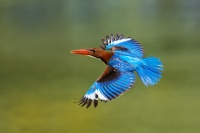 Lednacek hnedohlavy - Halcyon smyrnensis - White-throated Kingfisher 3735